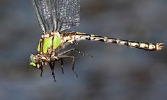 Ophiogomphus carolus 52323986 by Maurice Raymond. Used under a CC BY 4.0 license.