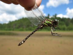 Boreal snaketail 8527168 aug 16 2013 by Reuven Martin. Used under a CC0 license.