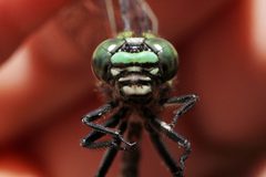 Ophiogomphus colubrinus 60913332 by Maurice Raymond. Used under a CC BY 4.0 license.