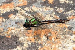 Ophiogomphus colubrinus 60913335 by Maurice Raymond. Used under a CC BY 4.0 license.