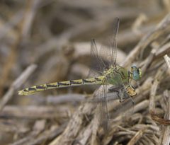 Ophiogomphus severus P1510288a by 
xpda. Used under a CC BY-SA 4.0 license.