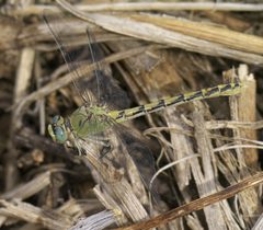 Ophiogomphus severus P1510293a by 
xpda. Used under a CC BY-SA 4.0 license.