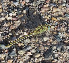 Ophiogomphus severus male by JerryFriedman. Used under a CC BY-SA 3.0 license.