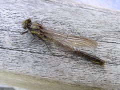 Phanogomphus borealis by Beatriz Moisset. Used under a CC BY-SA 4.0 license.