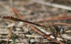 Sandhill Clubtail 1 by Killdeermaster. Used under a CC BY-SA 4.0 license.