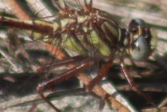 Sandhill Clubtail 2 by Killdeermaster. Used under a CC BY-SA 4.0 license.