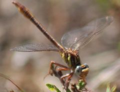 Sandhillclubtail by Killdeermaster. Used under a CC BY-SA 4.0 license.