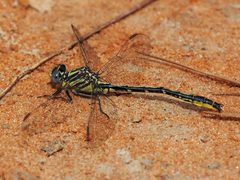 Phanogomphus hodgesi 31203137 by Judy Gallagher. Used under a CC BY 4.0 license.