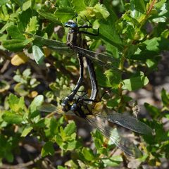 Gomphus kurilis-Copulating-1 by Eugene Zelenko. Used under a CC BY-SA 4.0 license.