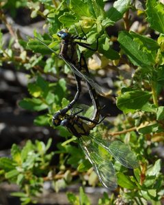 Gomphus kurilis-Copulating-3 by Eugene Zelenko. Used under a CC BY-SA 4.0 license.