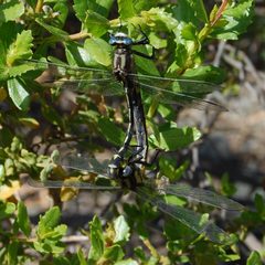 Gomphus kurilis-Copulating-4 by Eugene Zelenko. Used under a CC BY-SA 4.0 license.