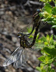 Gomphus kurilis-Copulating-5 by Eugene Zelenko. Used under a CC BY-SA 4.0 license.