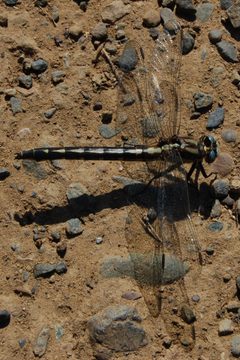 Gomphus kurilis-Female-1 by Eugene Zelenko. Used under a CC BY-SA 4.0 license.