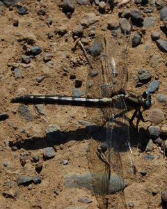 Gomphus kurilis-Female-2 by Eugene Zelenko. Used under a CC BY-SA 4.0 license.