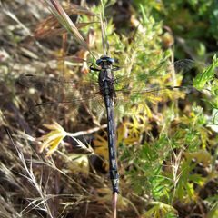 Gomphus kurilis-Male-1 by Eugene Zelenko. Used under a CC BY-SA 4.0 license.