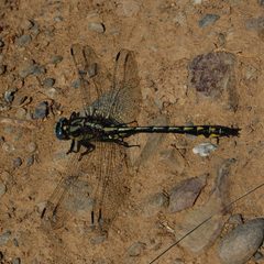 Gomphus kurilis-Male-2 by Eugene Zelenko. Used under a CC BY-SA 4.0 license.