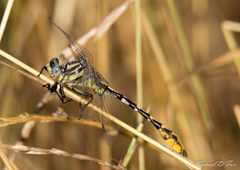Phanogomphus militaris 3781493 by Michael D Fox. Used under a CC BY 4.0 license.