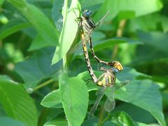 Phanogomphus militaris 899050 by Michael D Fox. Used under a CC BY 4.0 license.