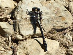 Phanogomphus quadricolor by Todd Eiben. Used under a CC0 license.