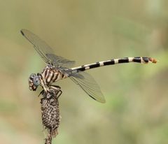 Phyllogomphoides stigmatus bradyreed 20498481 by Brady Reed. Used under a CC BY 4.0 license.