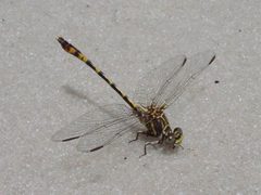 Progomphus alachuensis by Eric Haley. Used under a CC BY 2.0 license.