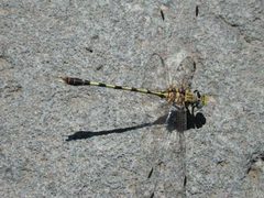 Progomphus borealis by Pompilid. Used under a CC BY-SA 3.0 license.