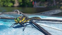 Common Sanddragon in Michigan by Notorious4life (talk) (Uploads). Used under a CC0 license.