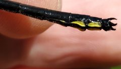 Stenogomphurus rogersi abdomen by Will Kuhn. Used under a CC BY 4.0 license.