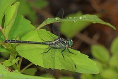 Stenogomphurus rogersi perched by Judy Gallagher. Used under a CC BY-SA 4.0 license.