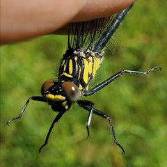 Stenogomphurus rogersi thorax by Will Kuhn. Used under a CC BY-SA 4.0 license.