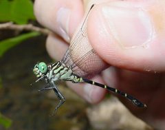 Least Clubtail by Eric Haley. Used under a CC BY 2.0 license.