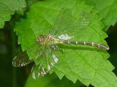 Stylogomphus albistylus by Eric Haley. Used under a CC BY 2.0 license.