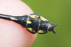 Stylurus amnicola 149917779 by Quinten Wiegersma. Used under a CC BY 4.0 license.