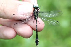 Stylurus amnicola 149919042 by Quinten Wiegersma. Used under a CC BY 4.0 license.
