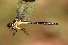 Stylurus amnicola maurice13 53931944 by Maurice Raymond. Used under a CC BY 4.0 license.