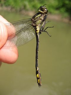 Stylurus amnicola rob21 29111540 by Rob Foster. Used under a CC BY 4.0 license.