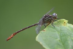 Stylurus plagiatus 143429287 by Chrissy McClarren and Andy Reago. Used under a CC0 license.