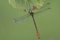Stylurus plagiatus 143429325 by Chrissy McClarren and Andy Reago. Used under a CC0 license.