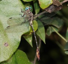 Stylurus plagiatus 148048987 by Brady Reed. Used under a CC BY 4.0 license.