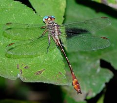 Stylurus plagiatus 309215947 by Brady Reed. Used under a CC0 license.