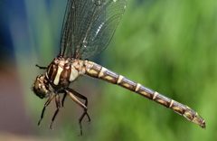 Stylurus scudderi 141938422 by Maurice Raymond. Used under a CC BY 4.0 license.