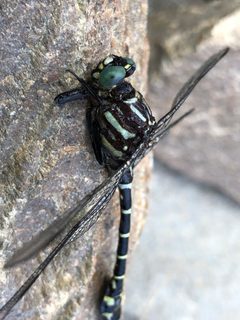 Stylurus scudderi 156895073 by Rob Foster. Used under a CC BY 4.0 license.