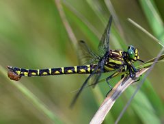 Stylurus scudderi imported from iNaturalist photo 2987267 on 29 May 2019 by (c) Jimmy Dee, some rights reserved (CC BY-SA). Used under a CC BY-SA 4.0 license.