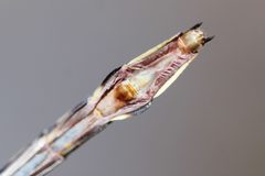 Stylurus spiniceps 154424115 by Quinten Wiegersma. Used under a CC BY 4.0 license.