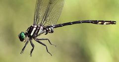 Stylurus spiniceps 59008009 by Maurice Raymond. Used under a CC BY 4.0 license.