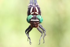 Stylurus spiniceps 59008057 by Maurice Raymond. Used under a CC BY 4.0 license.