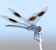 Brachymesia gravida 283170450 by Brady Reed. Used under a CC0 license.