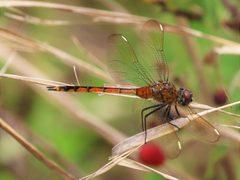 Brachymesia gravida 284650194 by averagewalrus. Used under a CC BY 4.0 license.
