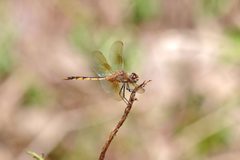 Brachymesia herbida 14745447 by thibaudaronson. Used under a CC BY-SA 4.0 license.