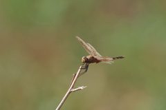 Brachymesia herbida 14909573 by thibaudaronson. Used under a CC BY-SA 4.0 license.